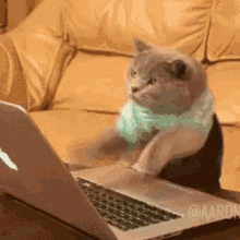 Gato trabajando frente a una computadora
